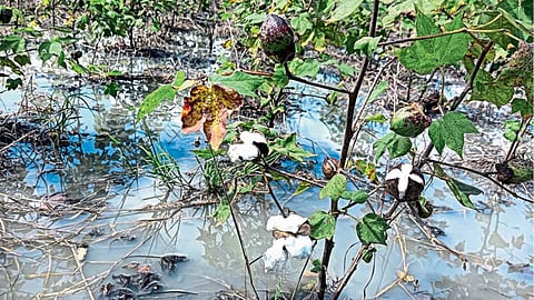 Crop Damage