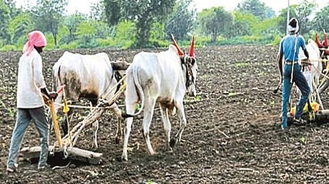Rabi Season
