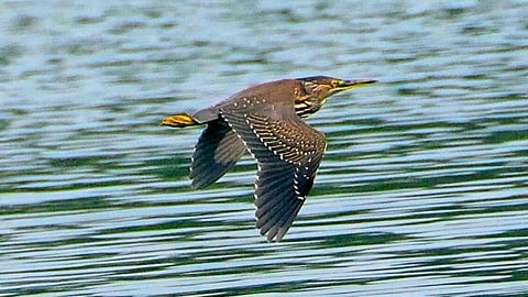Mangrove Heron Bird
