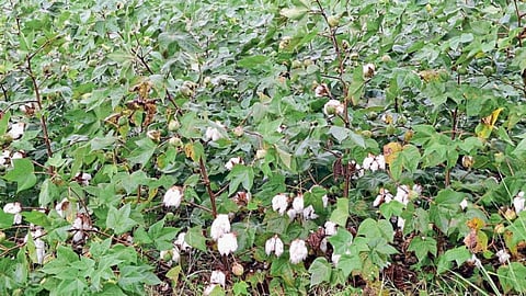 Crop Damage