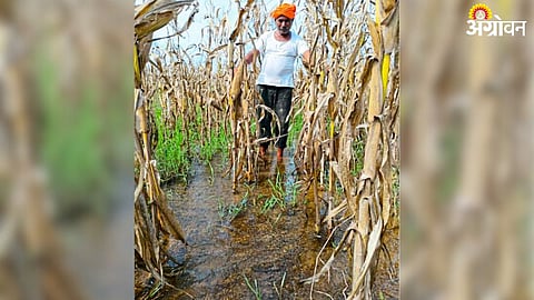 Crop Damage