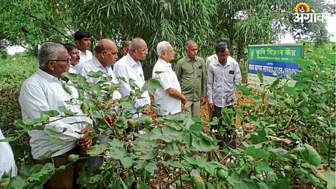 Cotton Cultivation