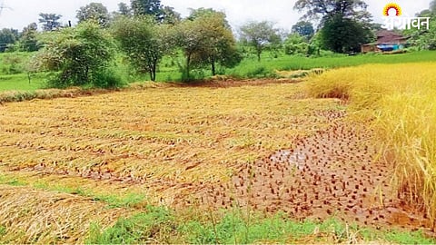 Paddy Crop