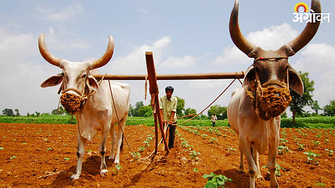 Rabi Sowing