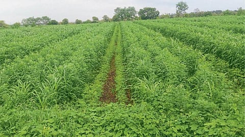 Green Manure