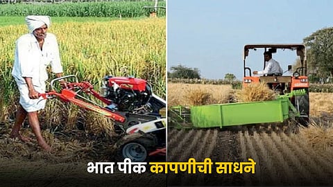 Paddy Farming
