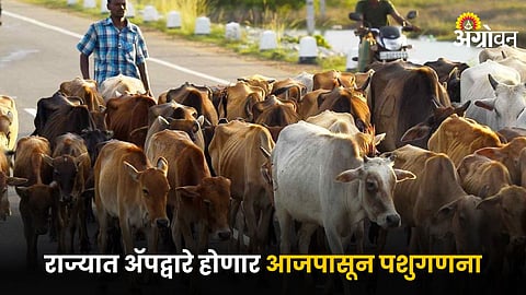 Livestock Census