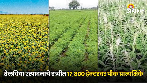 Rabi Crop
