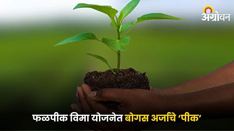 Fruit Crop Insurance