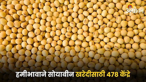 Soybean