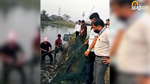 Mangoor Fish