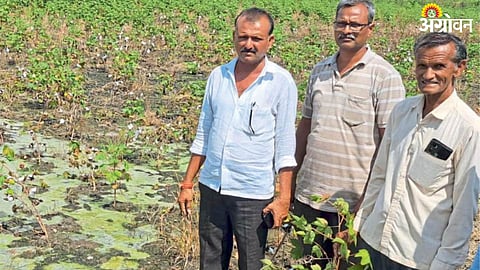 Crop Damage