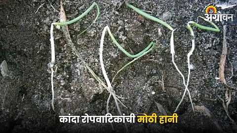 Onion Nursery