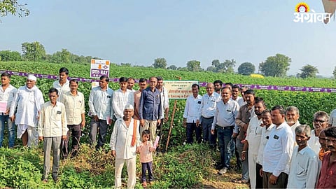 Cotton Cultivation