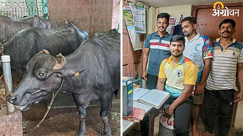 Dairy Farming
