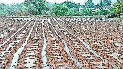 Sugarcane Production