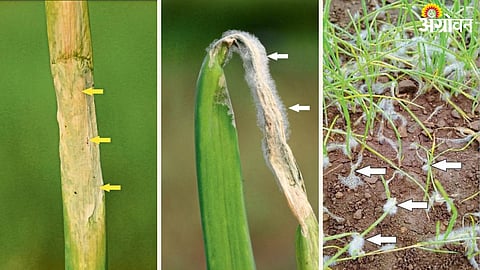Onion Downy Mildew