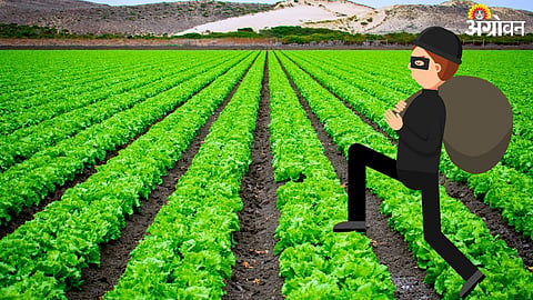 Agriculture Theft
