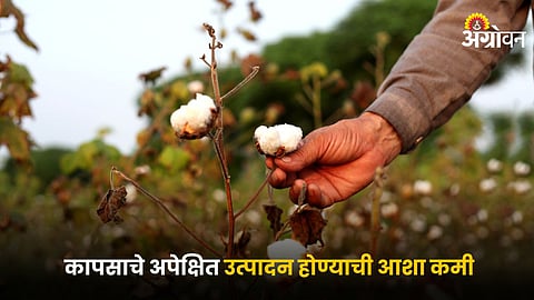Cotton
