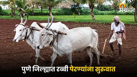 Rabi Season