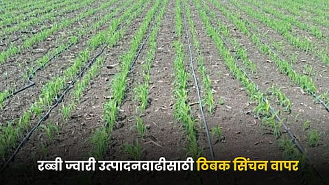 Rabi Jowar