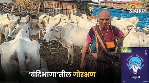 Cow Conservation