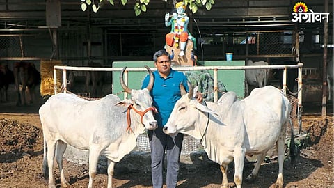 Desi Cow