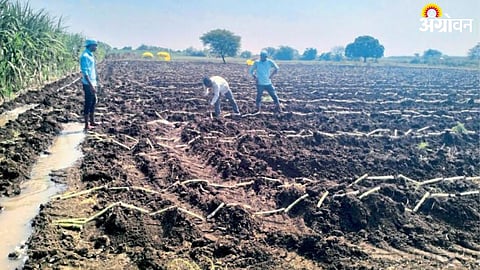 Sugarcane Cultivation