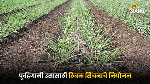 Sugarcane Irrigation
