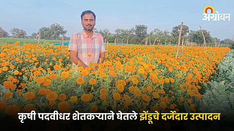 Marigold Farming