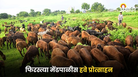 Sheep Farming
