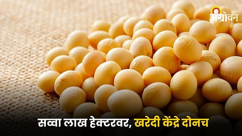 Soybean