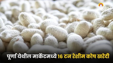 Sericulture