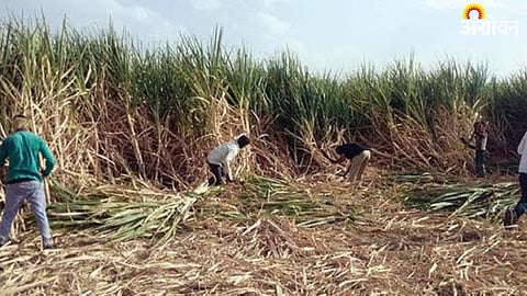 Sugarcane