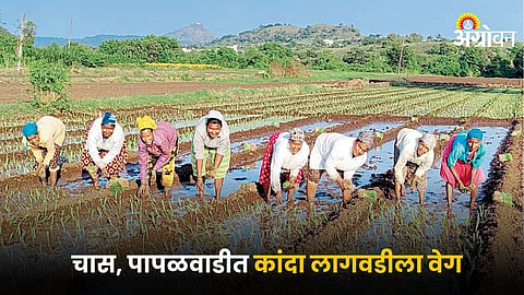Onion Farming