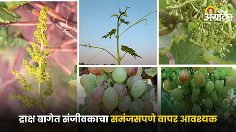 Grape Farming