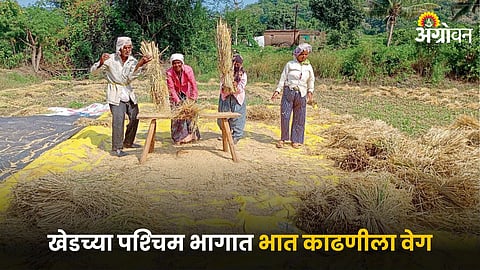 Paddy Farming