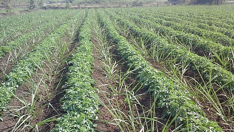 Sugarcane Intercropping
