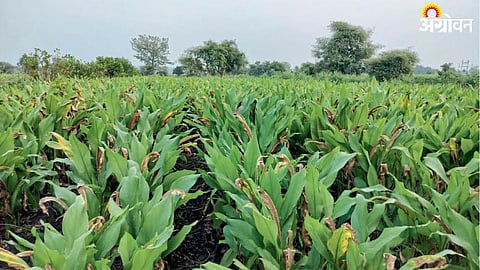 Turmeric
