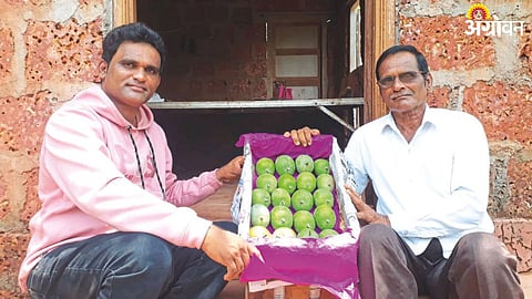 Mango Season
