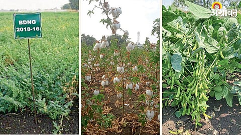 Crop Variety