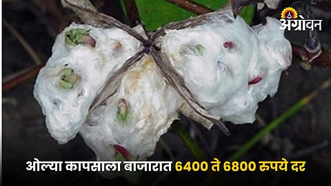 Cotton
