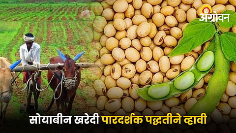Soybean