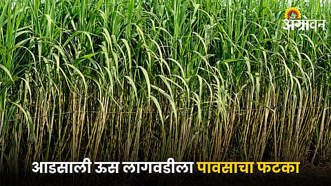 Sugarcane