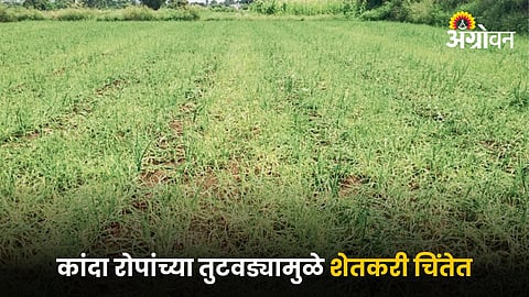 Onion Farming