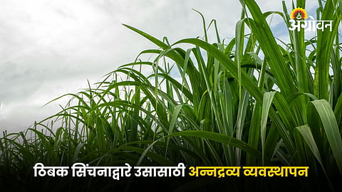 Sugarcane