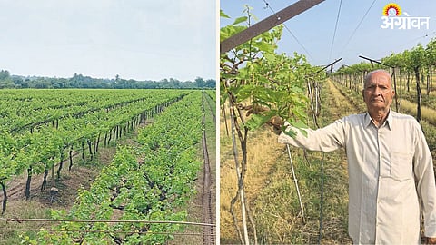 Grape Farming