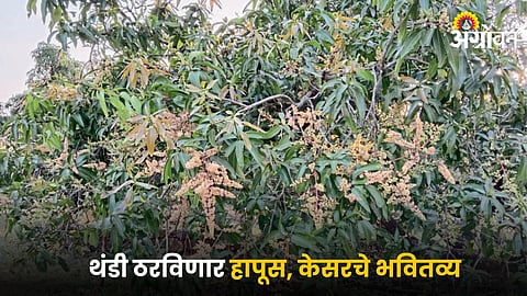 Mango Season