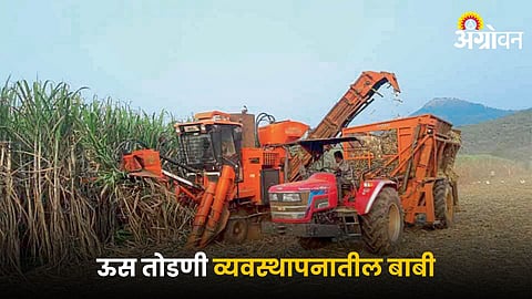 Sugarcane