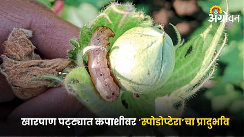 Cotton Disease